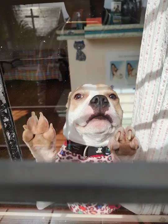 Estrutura Mundo Bicho